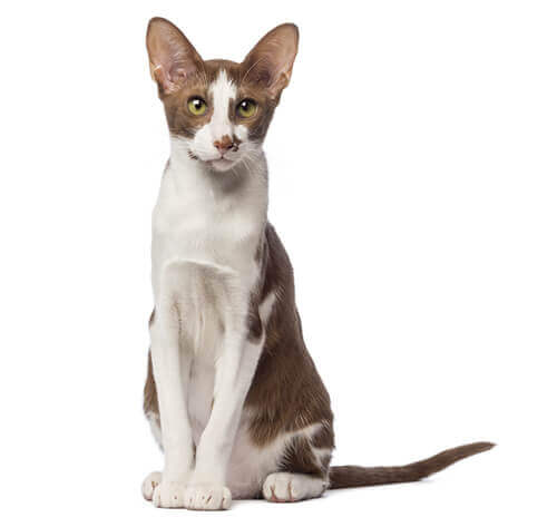 Chocolate 2024 oriental shorthair